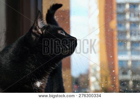 Chomutov, Czech Republic - December 30, 2018: Black Cat Violka In Window During Rainy Day