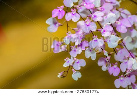 Light Violet Oncidium Flower Orchid,orchid From Thailand
