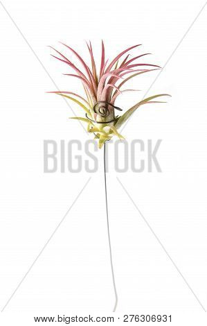 Air Plant, Tillandsia Ionantha, Houseplant Succulent No Pot Isolated On White Background. Tillandsia