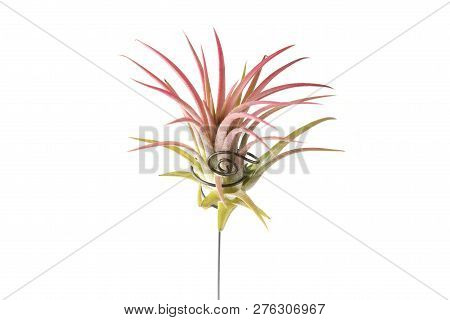 Air Plant, Tillandsia Ionantha, Houseplant Succulent No Pot Isolated On White Background. Tillandsia