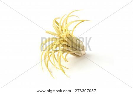 Air Plant, Tillandsia Ionantha, Houseplant Succulent No Pot Isolated On White Background. Tillandsia