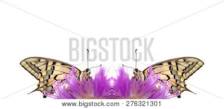 Butterflies On Flowers Isolated On White. Symmetrical Natural Pattern Of Butterflies. Butterfly Maha