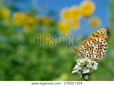 Summer Butterfly. Beautiful Butterfly On A Meadow.  Brush-footed Butterflies.