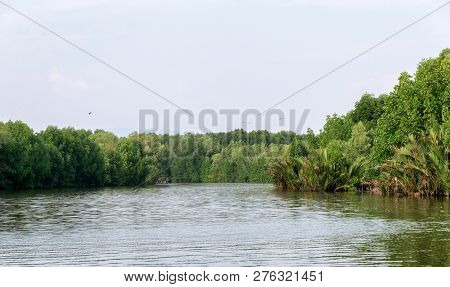 Mangrove Forest On The Thailand River. Asia Nature.
