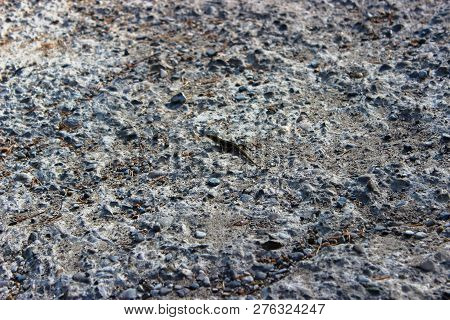 A Small Lizard Is Photographed Very Closely On A Gray Stone