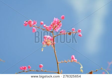 Antigonon Leptopus, Chain Of Love Or Mexican Creeper