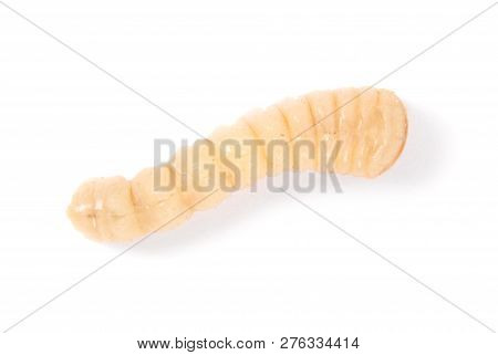 Larva Bark Beetle (scolytinae). Larva Of Bark Beetles Legless Isolated On White Background.