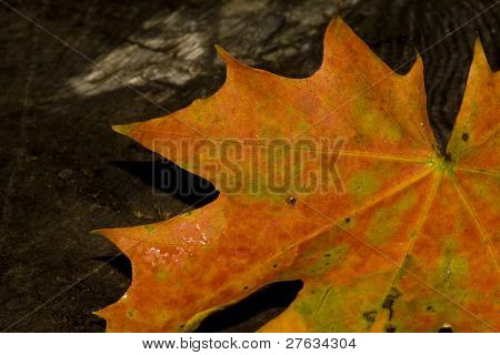 maple leaf