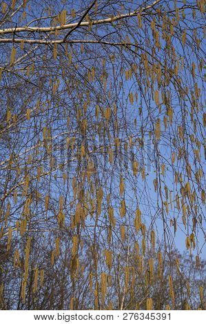 Spring Birch Catkins On Branch Without Leaves On Blue Sky Background. Birch Catkin As Allergy Trigge