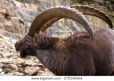 The Ibex Is A Kind Of Wild Goat Living In The Alps. Male Ibexes Have Huge Horns Indicating Their Age