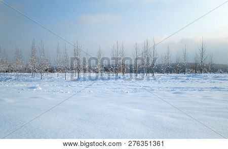 Snow And Ice Covered Trees In The Winter Freezing Day. River Danube Environment, Futog Serbia