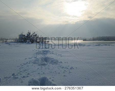 Trail In The Snow And Ice Covered Trees In The Winter Freezing Day. River Danube Environment, Futog 