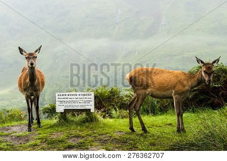 Two Scottish Deers Grazing On Grass (scotland)