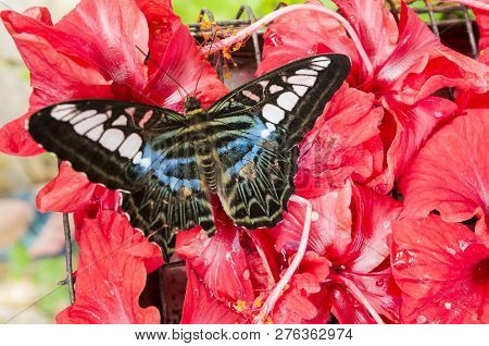 Feeding Black And Blue Butterfly On Red Lilies Flowers