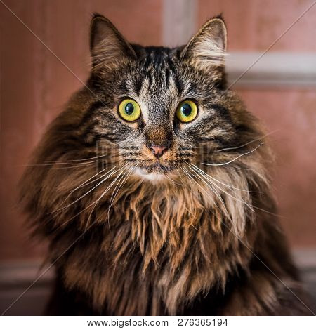Norwegian Forest Cat Portrait Close Up With Big Fluffy Muzzle