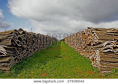 Cork alan tam