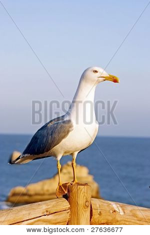 Seagull standing on a post near the ocean
