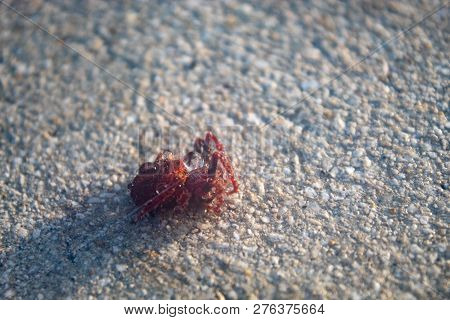 Red Hairy Spider