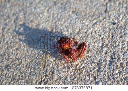 Red Hairy Spider