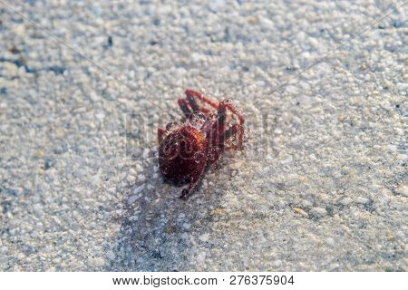 Red Hairy Spider