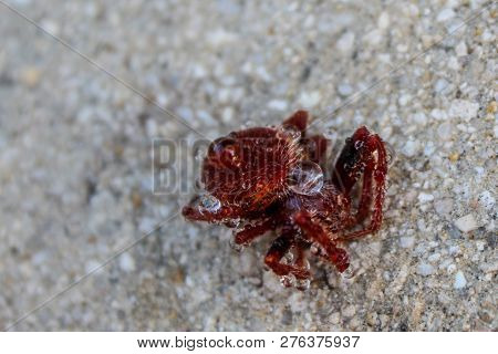 Red Hairy Spider
