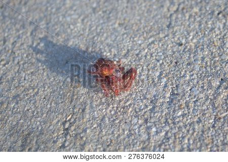 Red Hairy Spider