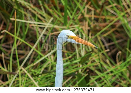 Tall White Egret Inn The Swamp