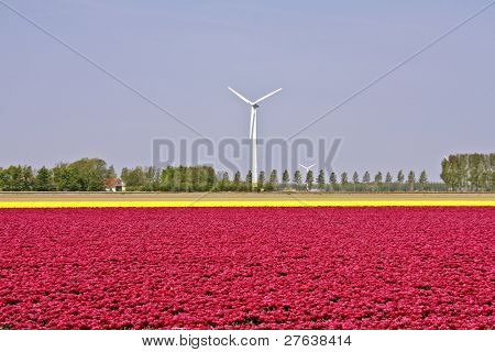 Hollandske landskab: tulipfields og vindmøller i Holland
