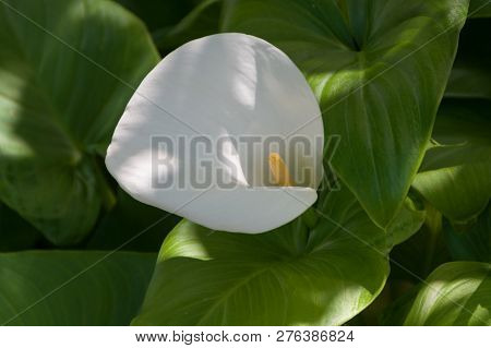 Delicate Elegant White Calla Flower With Yellow Stamen And Lush Green Leaves Nature Background