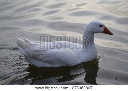 White Ganzo Swimming In The Lake Of Palermo On A Day In The Afternoon.