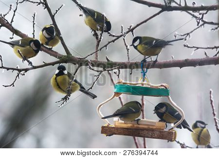 Tomtits And Sparrow On The Branch Near Bird Feeder. Many Hungry Birds Eat Seeds In The Feeder On The