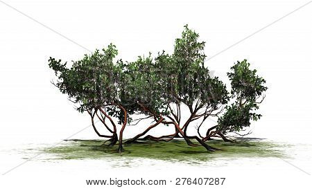 Greenleaf Manzanita Shrub On A Green Area - Isolated On White Background - 3d Illustration