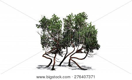 Greenleaf Manzanita Shrub With Shadow - Isolated On White Background - 3d Illustration