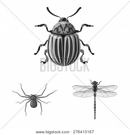 Vector Design Of Insect And Fly Sign. Set Of Insect And Element Stock Symbol For Web.