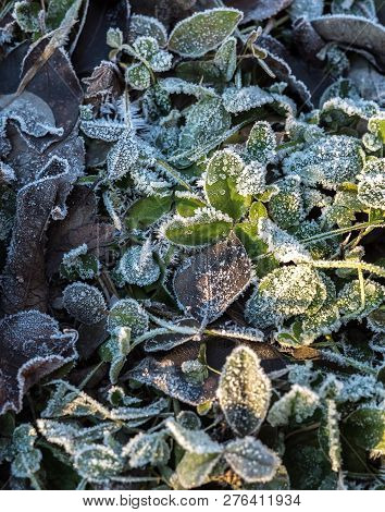 Detail Of Many Different Frozen And Iced Crisp Leaves On The Ground Covered In Frosted Hoar Frost A 