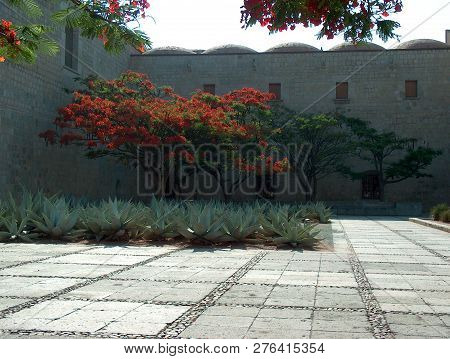 Colorful Tree In Oxaca Mexico Central America