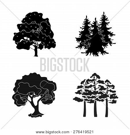 Vector Illustration Of Tree  And Forest Icon. Set Of Tree  And Green Stock Vector Illustration.