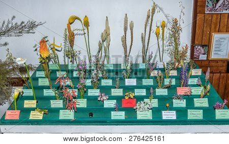 Clanwilliam, South Africa, August 28, 2018: The Yearly Wild Flower Show Inside The Historic First Du