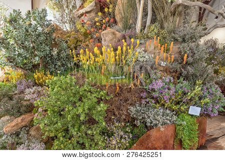 Clanwilliam, South Africa, August 28, 2018: The Yearly Wild Flower Show Inside The Historic First Du