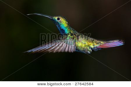 Sortstrubet Mango Hummingbird, Anthracothorax Nigricollis.