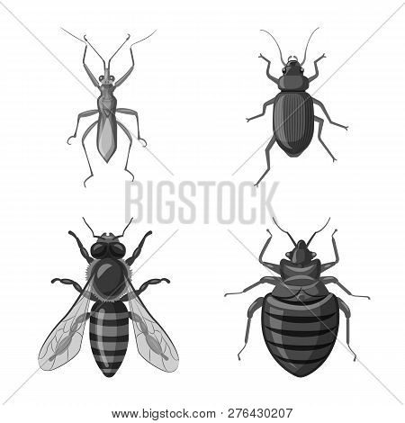 Vector Design Of Insect And Fly Icon. Set Of Insect And Element Vector Icon For Stock.