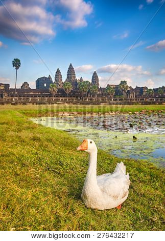 Angkor Wat temple reflecting in water of  Lotus pond at sunset. Ducks on the foreground.Siem Reap. Cambodia