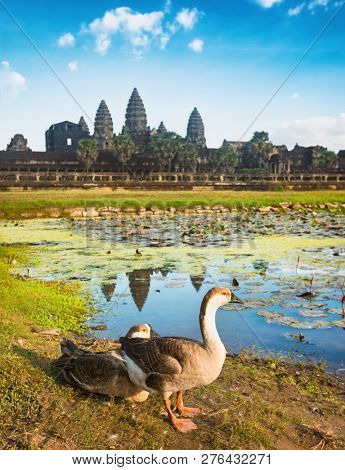 Angkor Wat temple reflecting in water of  Lotus pond at sunset. Ducks on the foreground.Siem Reap. Cambodia