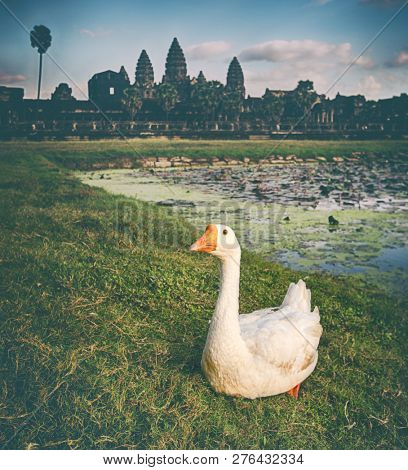 Angkor Wat temple reflecting in water of  Lotus pond at sunset. Ducks on the foreground.Siem Reap. Cambodia