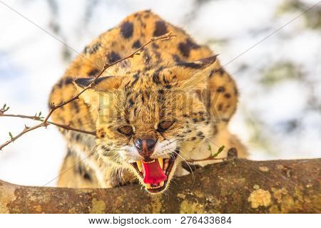 Serval Angry On A Tree In Nature Habitat. The Scientific Name Is Leptailurus Serval. The Serval Is A