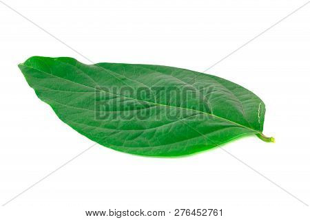 Beautiful Green Nan Fui Chao Leaf Isolate On White