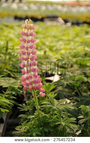 A Pink  Lupin Blooming In A Greenhouse