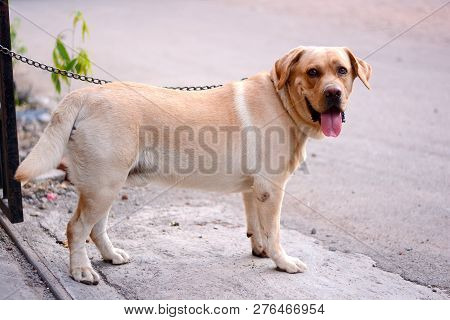 Cute Brown Color Labrador Dog In Standing Pouse