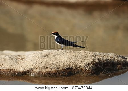 Wire-tailed Swallow (hirundo Smithii)