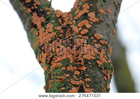 Phlebia Radiata Or Wrinkled Crust On Trunk Of Dead Rowan, Belarus